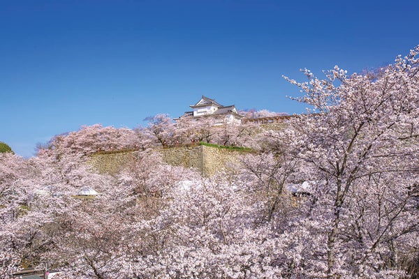 <岡山>津山城 鶴山公園とたけべの森公園【明石出発】1